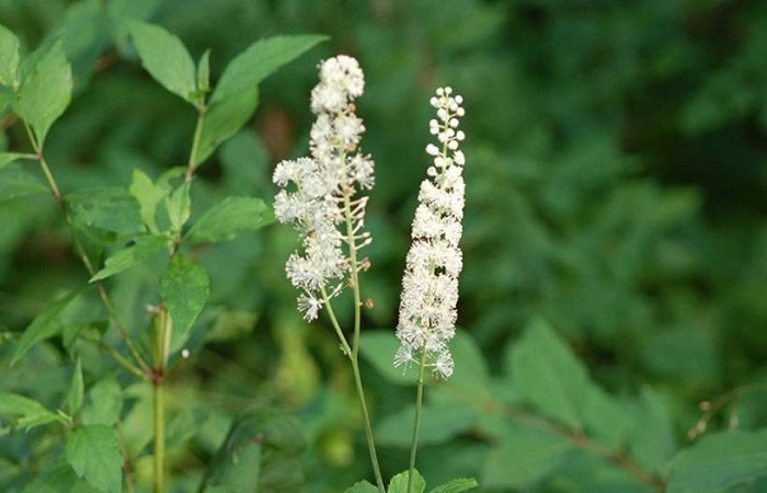 Cohosh negro