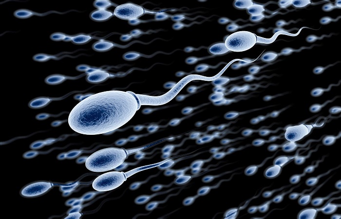 Composition of sperm