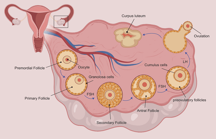 Segregation of fluid from the ovarian follicle
